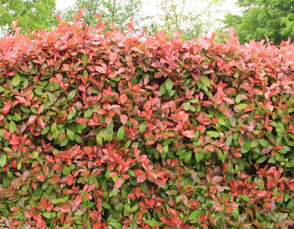 Rote-Glanzmispel-Hecke pflanzen?