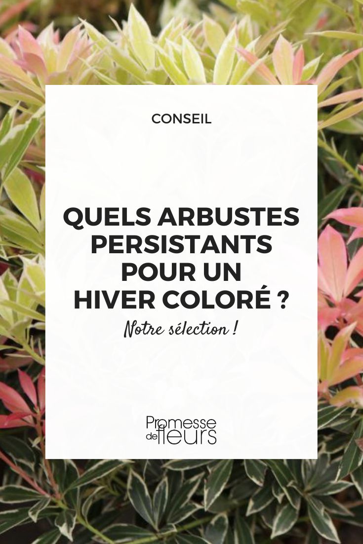 Welche immergrünen Sträucher bringen Farbe in den Winter?
