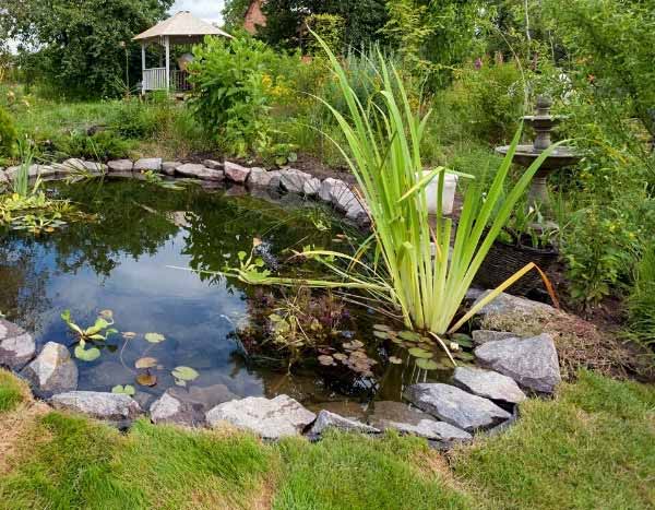 Aquatische Pflanzen im Teich richtig einsetzen