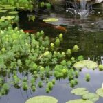 Sauerstoffspendende Pflanzen: im Teich einsetzen