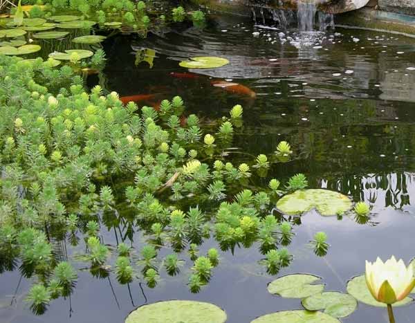 Sauerstoffspendende Pflanzen: im Teich einsetzen