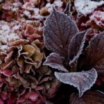 Hortensien im Winter schützen