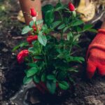 Rosen pflanzen: Wann?