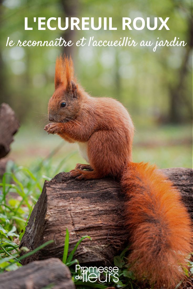 Eichhörnchen (Sciurus vulgaris)