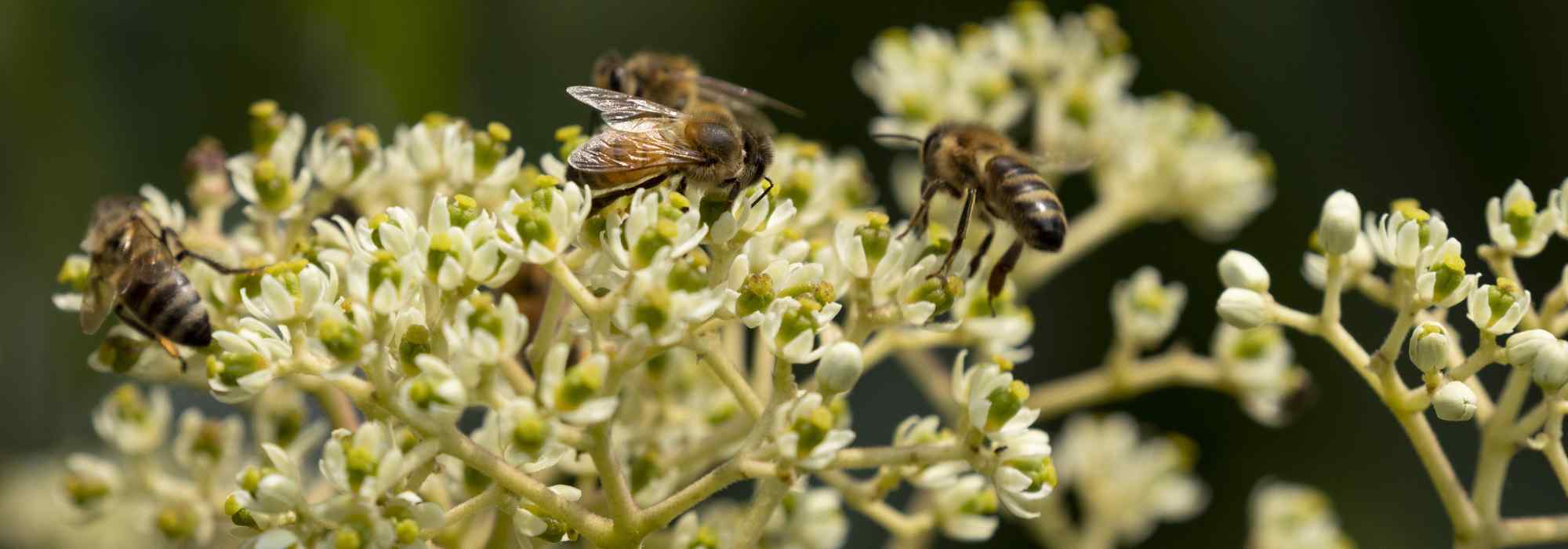 7 bienenfreundliche Bäume