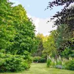 7 Bäume für eine günstige Gartengestaltung