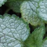 Silberlaub im Garten kombinieren: Tipps