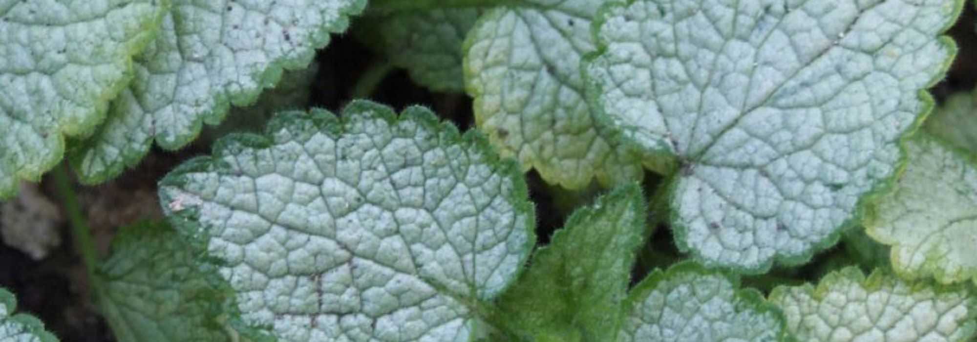 Silberlaub im Garten kombinieren: Tipps