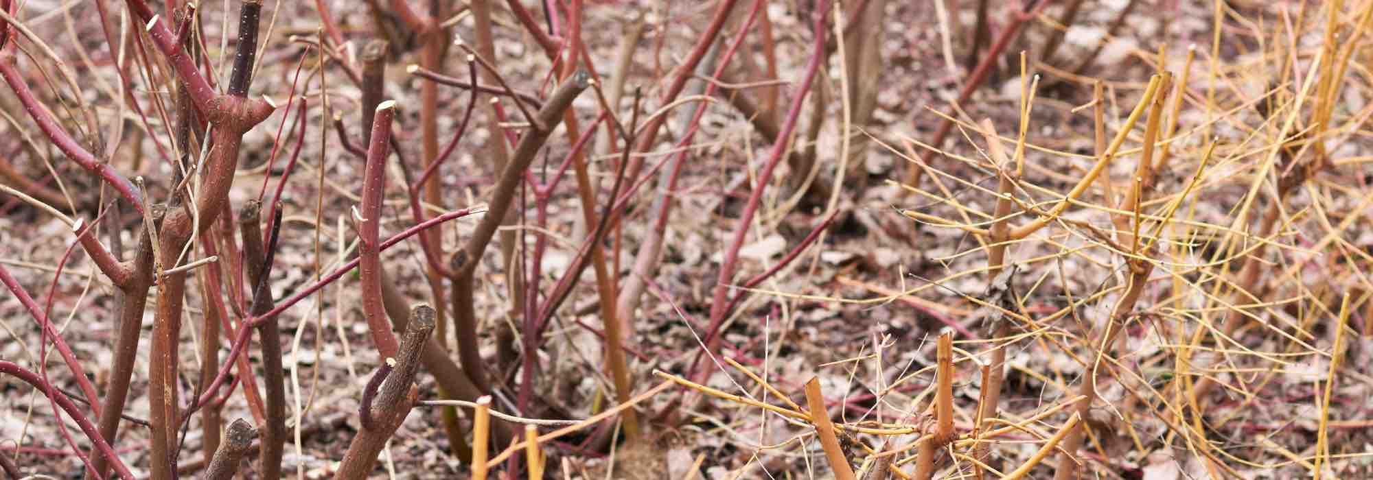Im Winter Stecklinge ziehen: geeignete Pflanzen und Vorgehen?