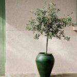 Ölbaum-Stecklinge: wann und wie?
