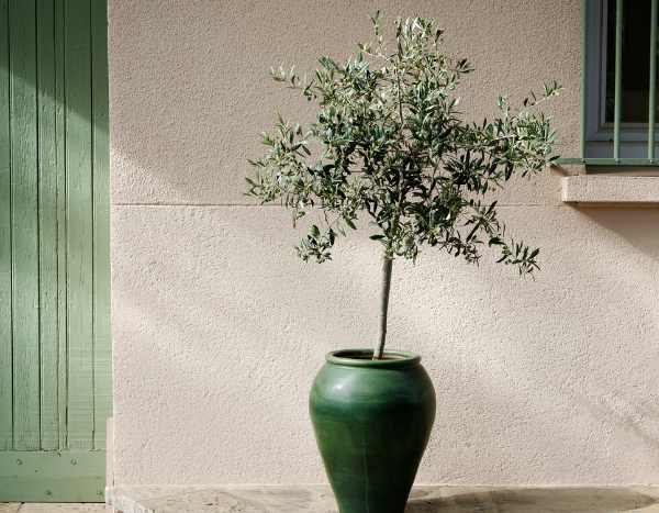 Ölbaum-Stecklinge: wann und wie?