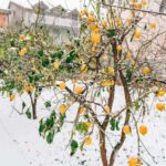 Zitrusfrüchte im Winter falsch pflegen?