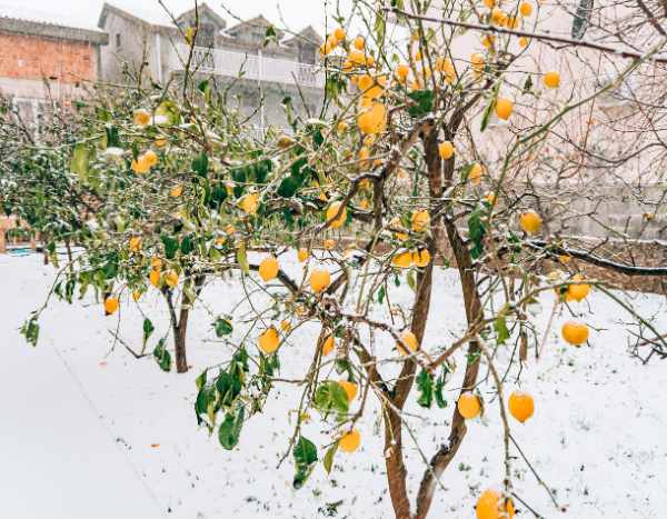 Zitrusfrüchte im Winter falsch pflegen?