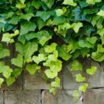 Gewöhnlichen Efeu natürlich loswerden?