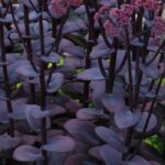 Purpurlaub im Garten: Kombinieren und einsetzen?