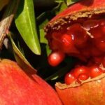 Warum trägt mein Granatapfelbaum keine Früchte?