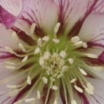 Zweifarbige Christrosen: 7 Sorten