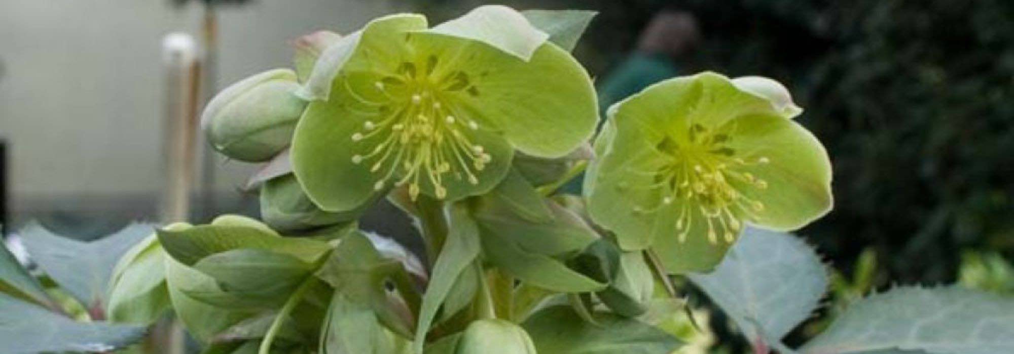 7 grüne Christrosen