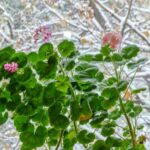 Pelargonien im Winter pflegen
