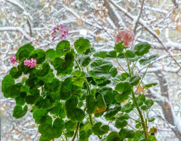 Pelargonien im Winter pflegen