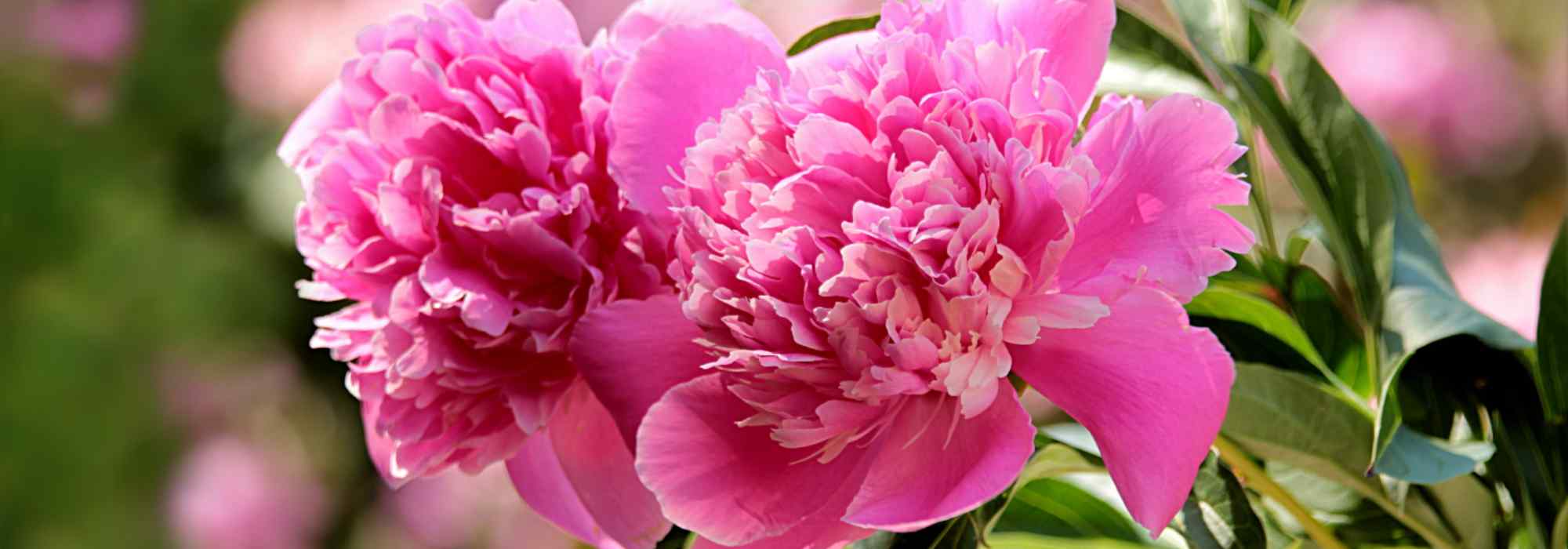 5 rosa blühende Päonien