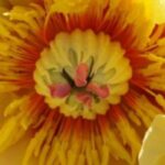 7 Zwergpäonien für Beet oder kleinen Garten