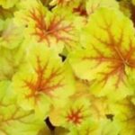 Goldgelbes Laub in den Garten bringen