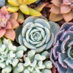 Sukkulenten drinnen kultivieren: Tipps