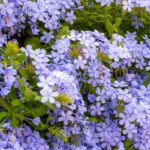 Plumbago- oder Kap-Bleiwurz-Stecklinge ziehen?