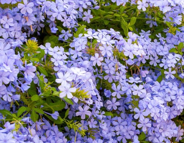 Plumbago- oder Kap-Bleiwurz-Stecklinge ziehen?