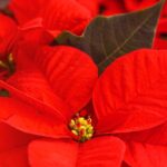 Weihnachtsstern pflegen: beliebte Weihnachtspflanze