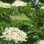 5 günstige Sträucher für einen schönen Gartenliebhaber
