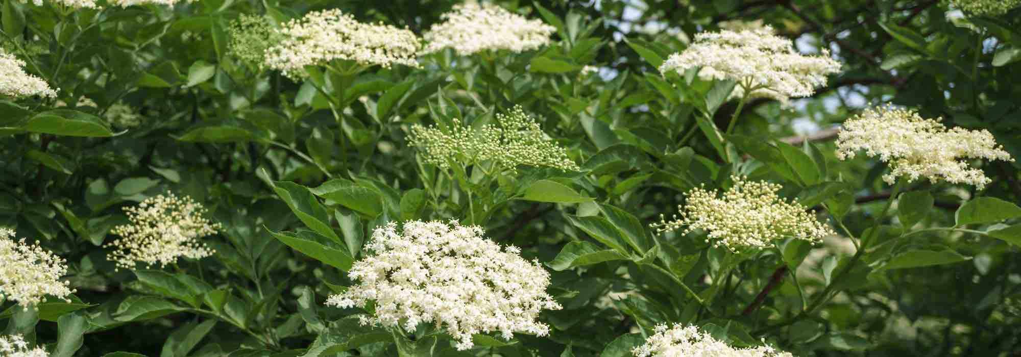 5 günstige Sträucher für einen schönen Gartenliebhaber