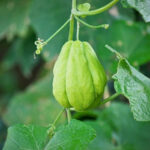 Chayote ernten und lagern?