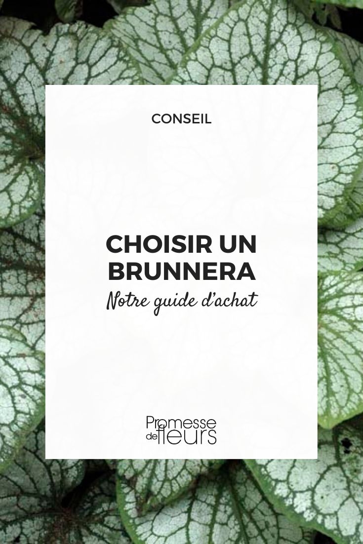 Brunnera 'Jack Frost'