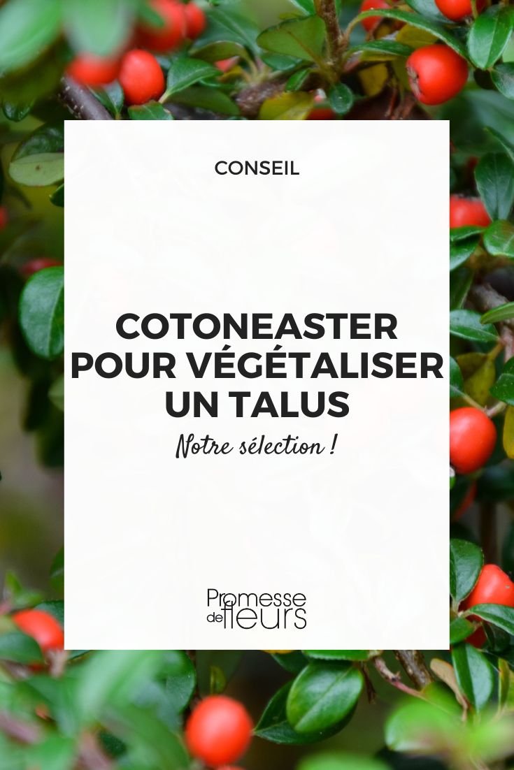 Einen Cotoneaster auswählen