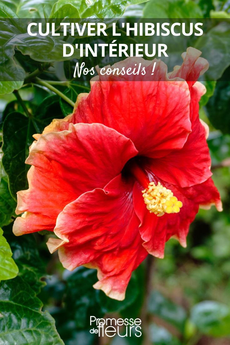 Hibiscus rosa-sinensis (Chinesischer Roseneibisch)