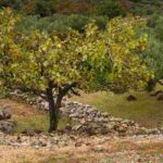 5 Obstbäume für kalkhaltigen Boden