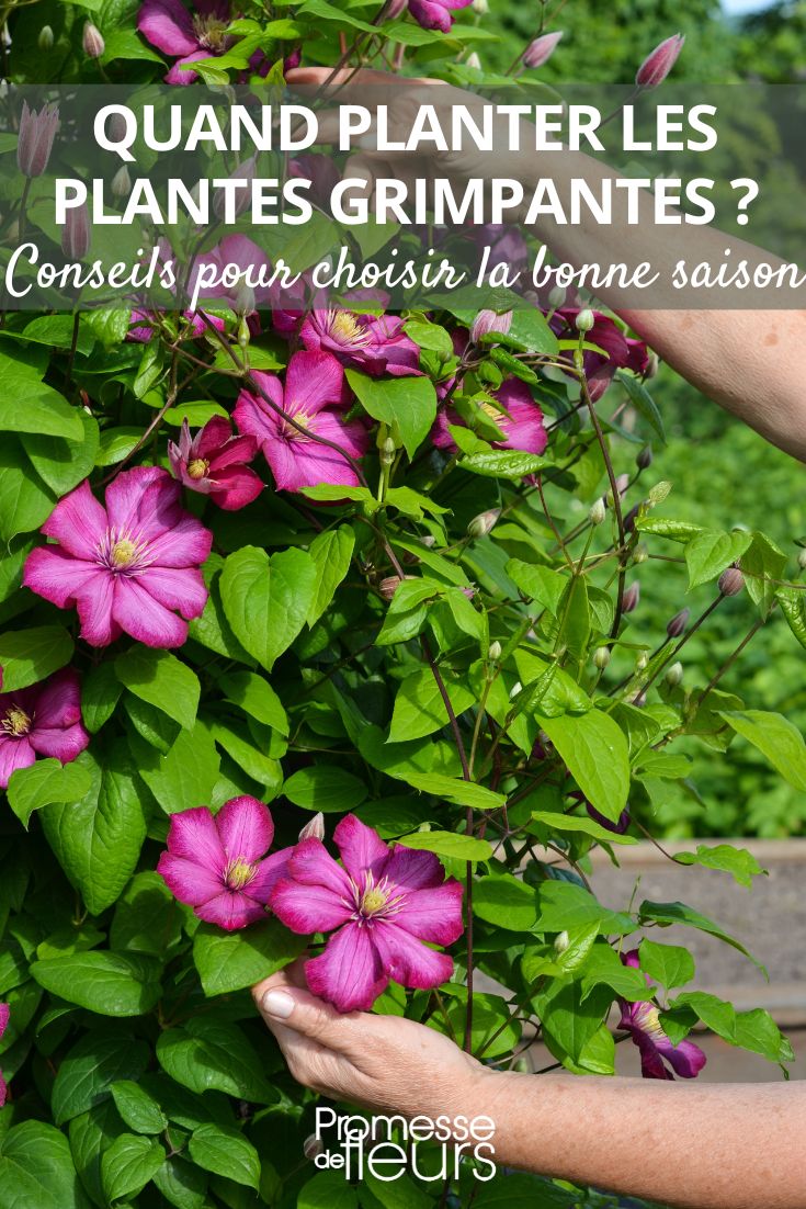 Clematis