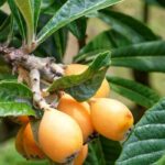 Warum trägt meine Japanische Wollmispel keine Früchte?