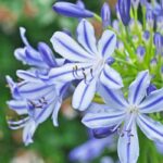 Zweifarbige Schmucklilie: 5 Top-Sorten