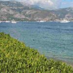 5 Sträucher für eine Hecke am Meer