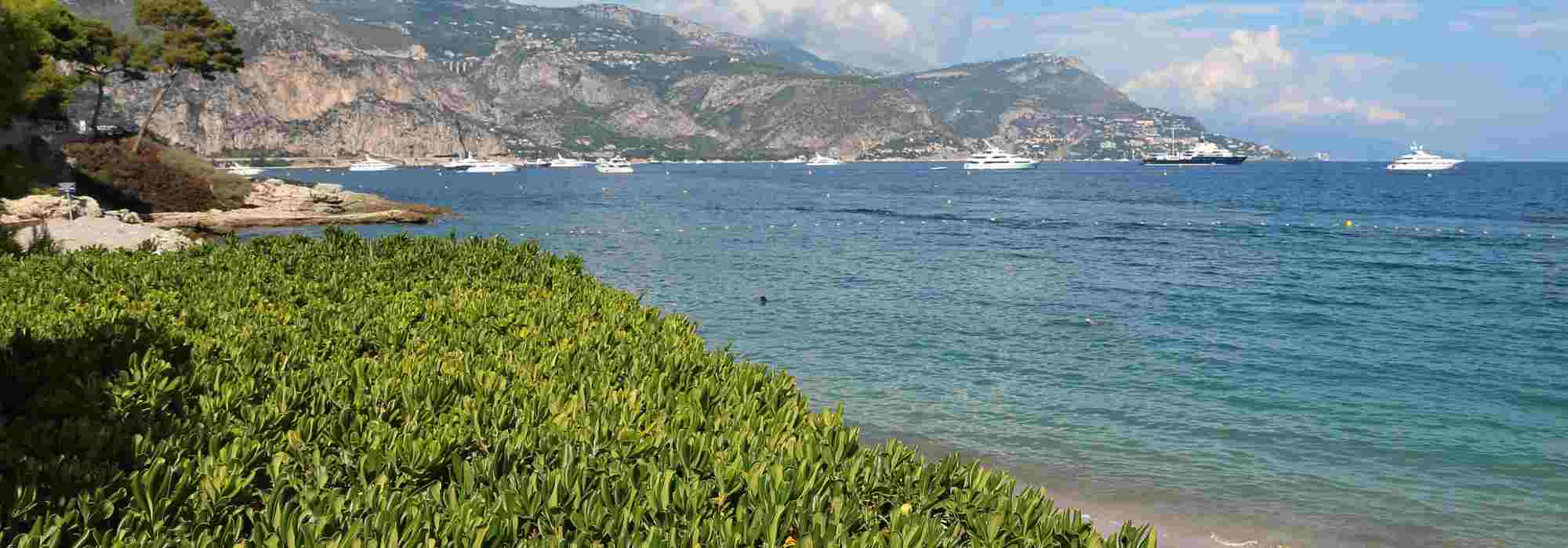5 Sträucher für eine Hecke am Meer