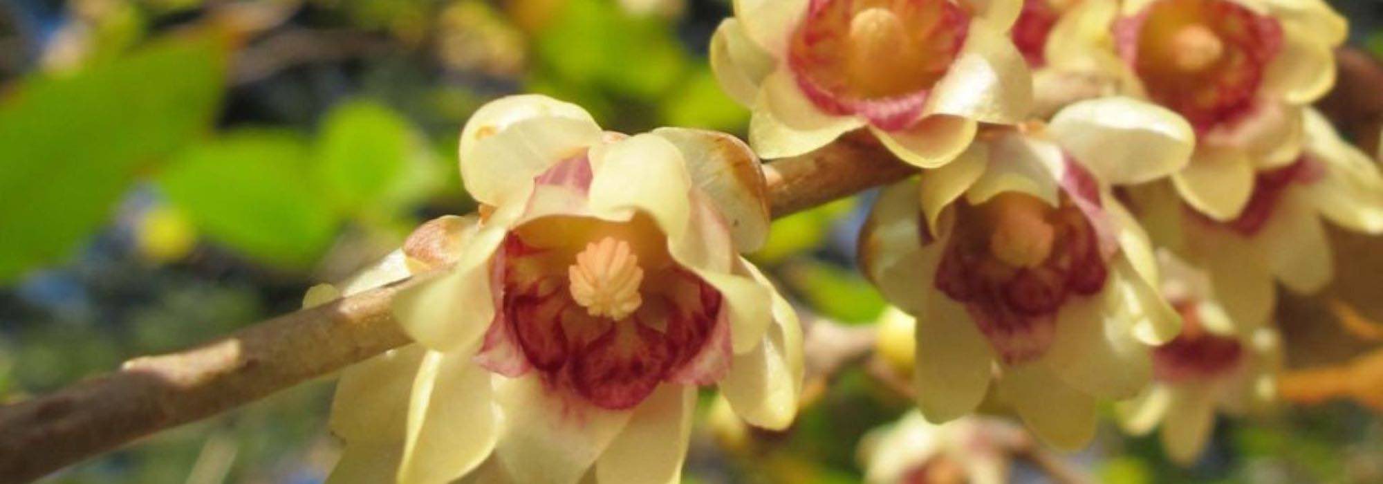 7 winterblühende Heckensträucher