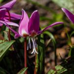 Erythronium kombinieren