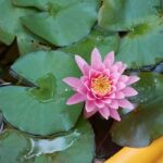 Seerose im Miniteich auf Balkon oder Terrasse