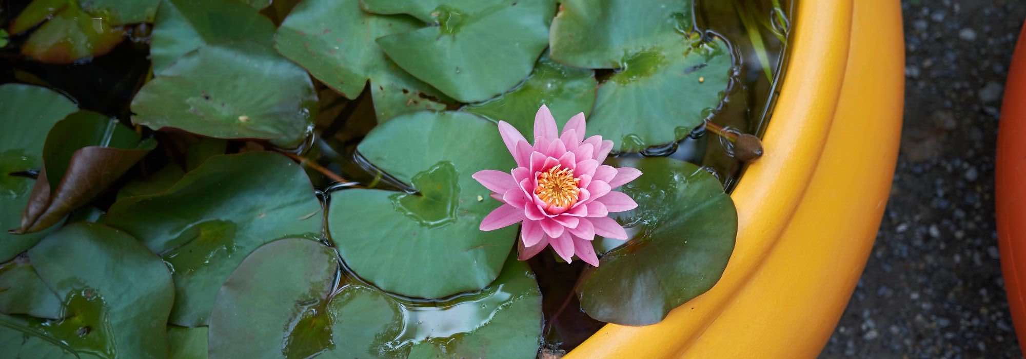 Seerose im Miniteich auf Balkon oder Terrasse