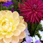 Blumenzwiebeln für eigene Sträuße pflanzen!