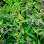 Beinwell anbauen: So gelingt es