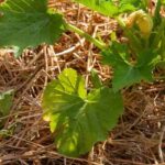 Chop and Drop – was ist das?